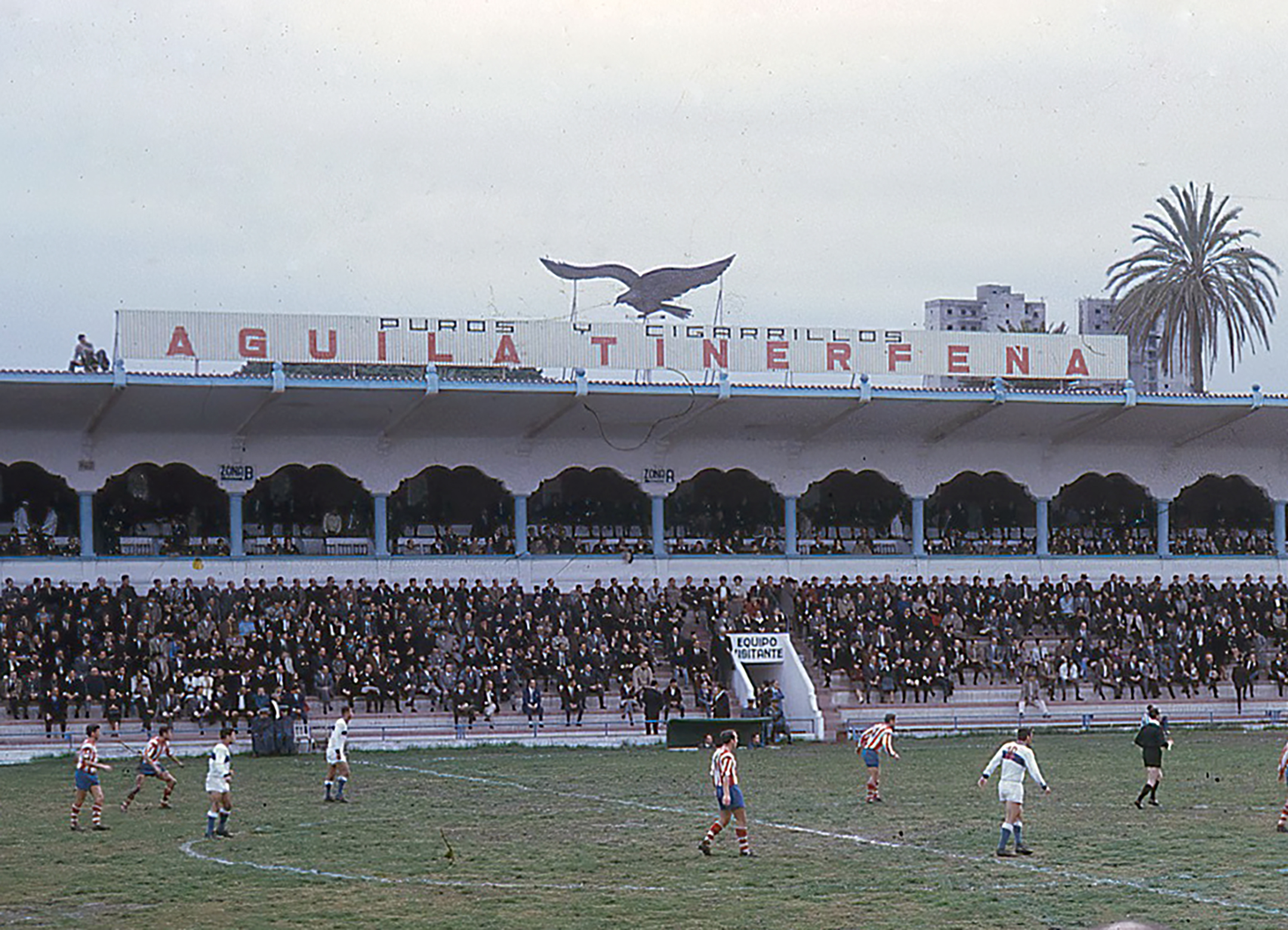 Águila Tinerfeña
