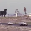 Toro de Osborne (2)