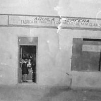 Águila Tinerfeña